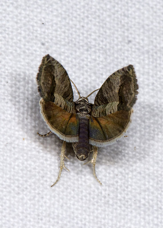 Tortricidae: Cydia pomonella